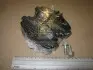 Колодки тормозные дисковые передние MB A160, A170, A190 CHAMPION 571945CH (фото 1)