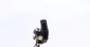Датчик положення колінвалу Audi A3/TT/VW Beetle/Jetta III-IV/New Beetle 2.5 05- MEYLE 1148990006 (фото 3)